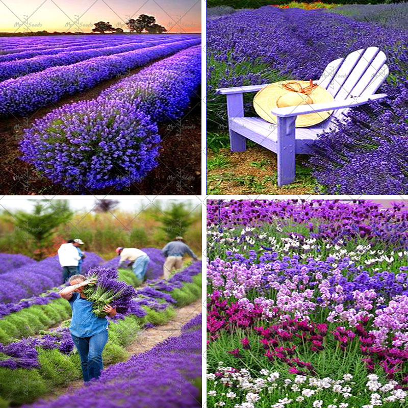 Интерьер спальни в стиле Прованс — тематический декор, предметы мебели и текстиля - «Дизайн»