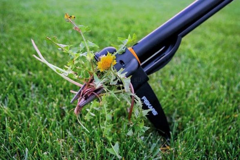 Как посадить газон: правильная инструкция - «Ландшафтный дизайн»
