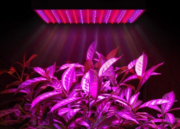 Как выбрать светодиодную лампу для растений - «Ландшафтный дизайн»