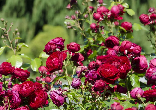 Роза флорибунда (100 фото): сорта, названия, посадка, уход, размножение - «Ландшафт»